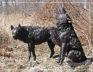 COUPLE OF WOLF BRONZE ANIMAL STATUES DZ-WOLF10